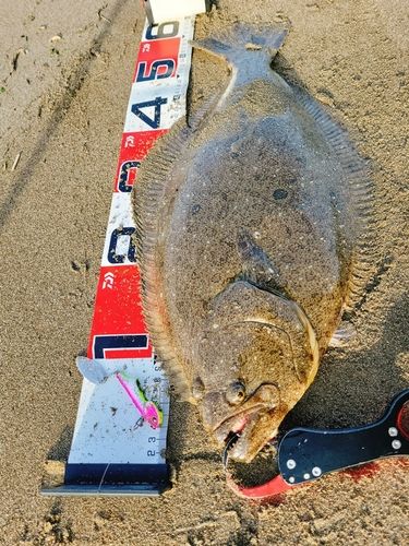 ヒラメの釣果