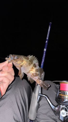 メバルの釣果
