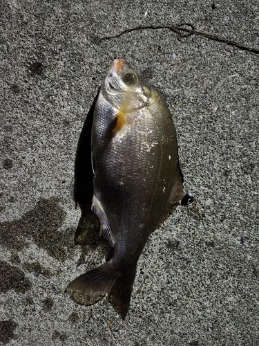 ウミタナゴの釣果