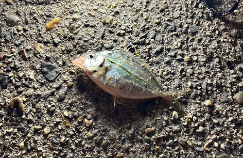 ヒイラギの釣果