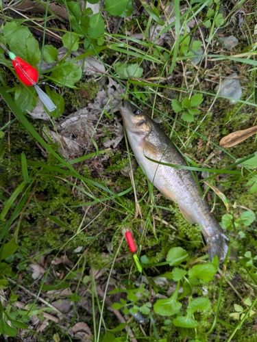タカハヤの釣果