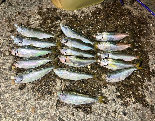 サッパの釣果
