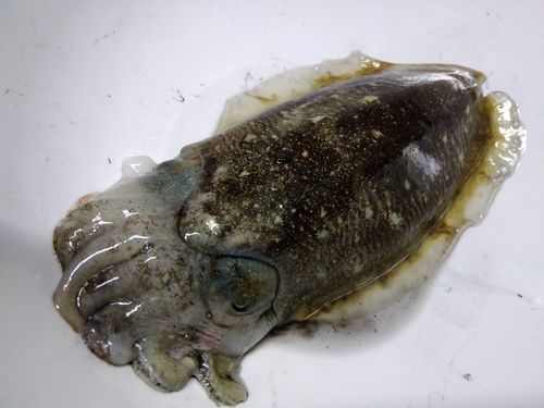 コウイカの釣果