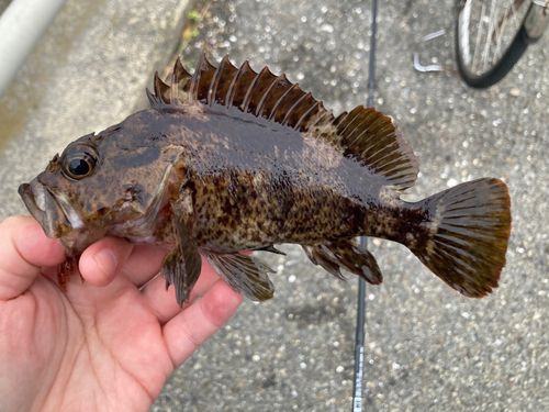 ムラソイの釣果