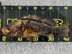 ベッコウゾイの釣果