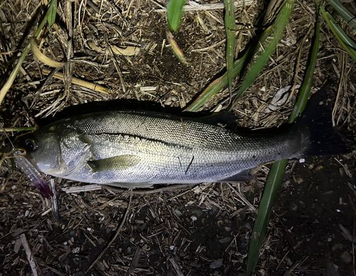 セイゴ（ヒラスズキ）の釣果