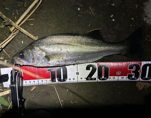 セイゴ（ヒラスズキ）の釣果