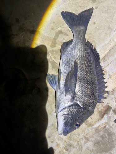 チヌの釣果
