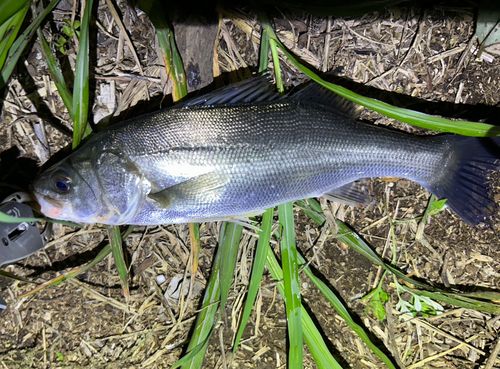 セイゴ（ヒラスズキ）の釣果