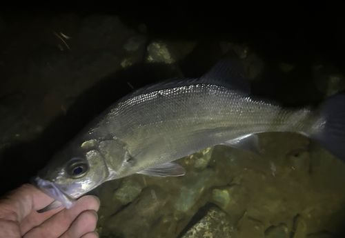 セイゴ（ヒラスズキ）の釣果