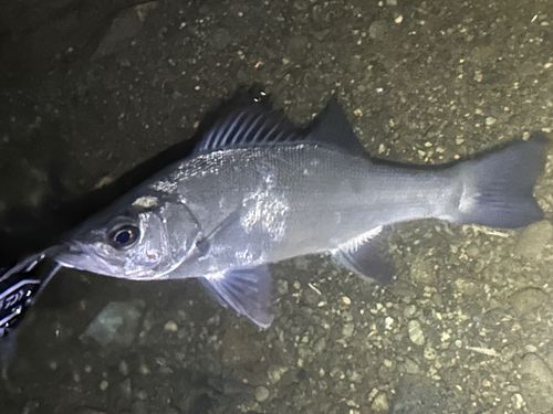 セイゴ（ヒラスズキ）の釣果