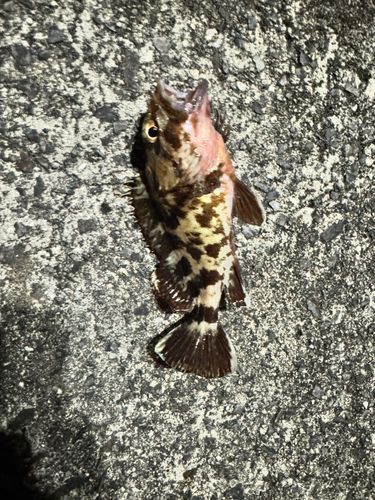 タケノコメバルの釣果