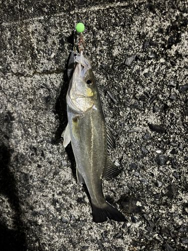 セイゴ（ヒラスズキ）の釣果