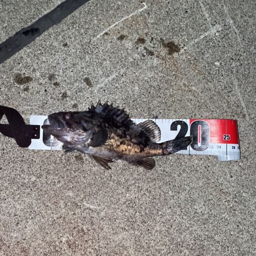 クロソイの釣果