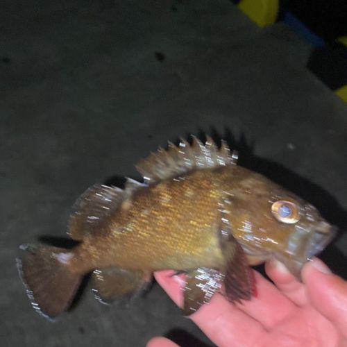 エゾメバルの釣果