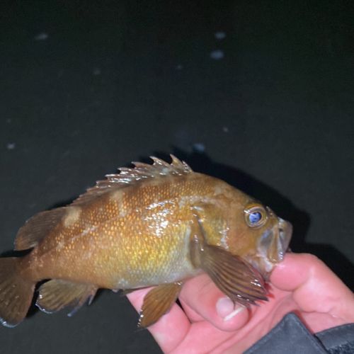 エゾメバルの釣果