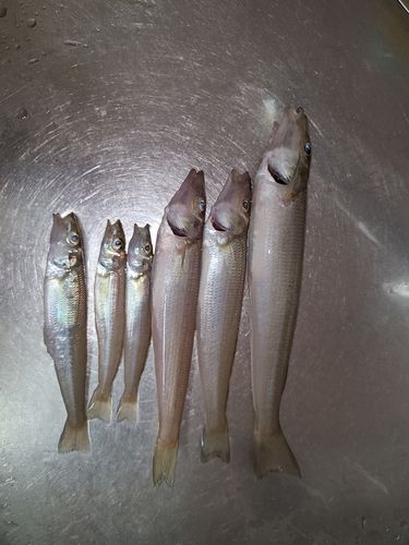 キスの釣果