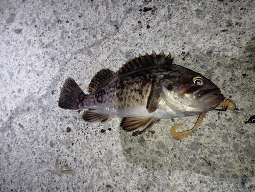 ソイの釣果