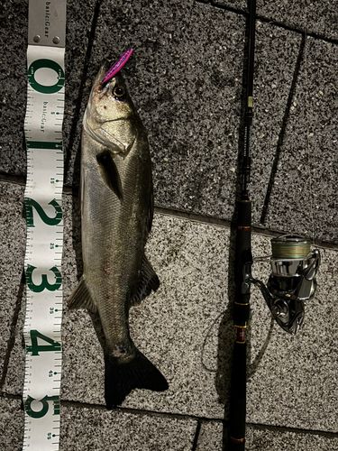 シーバスの釣果