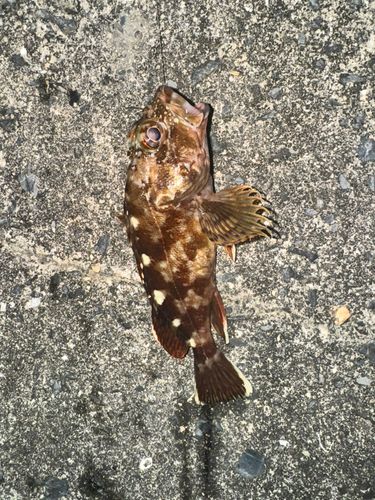 カサゴの釣果