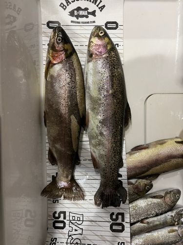 ニジマスの釣果