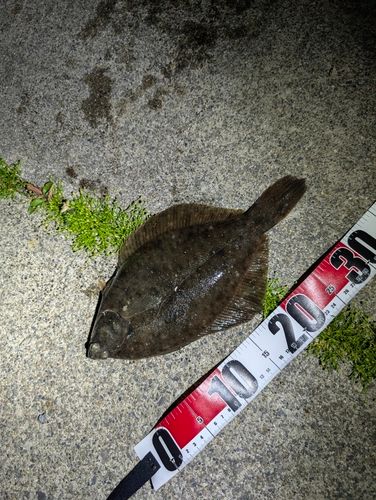 カレイの釣果