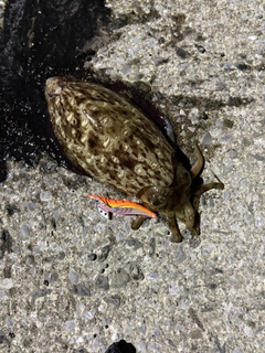 モンゴウイカの釣果