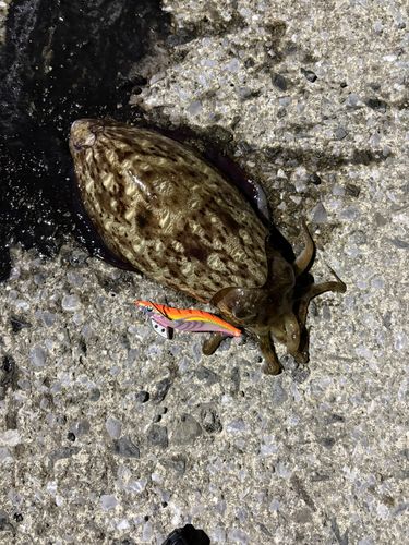 モンゴウイカの釣果
