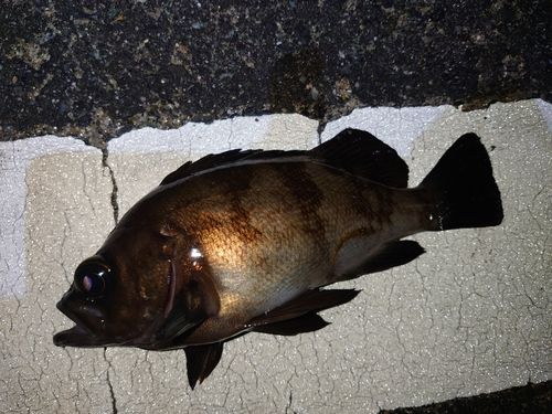 メバルの釣果