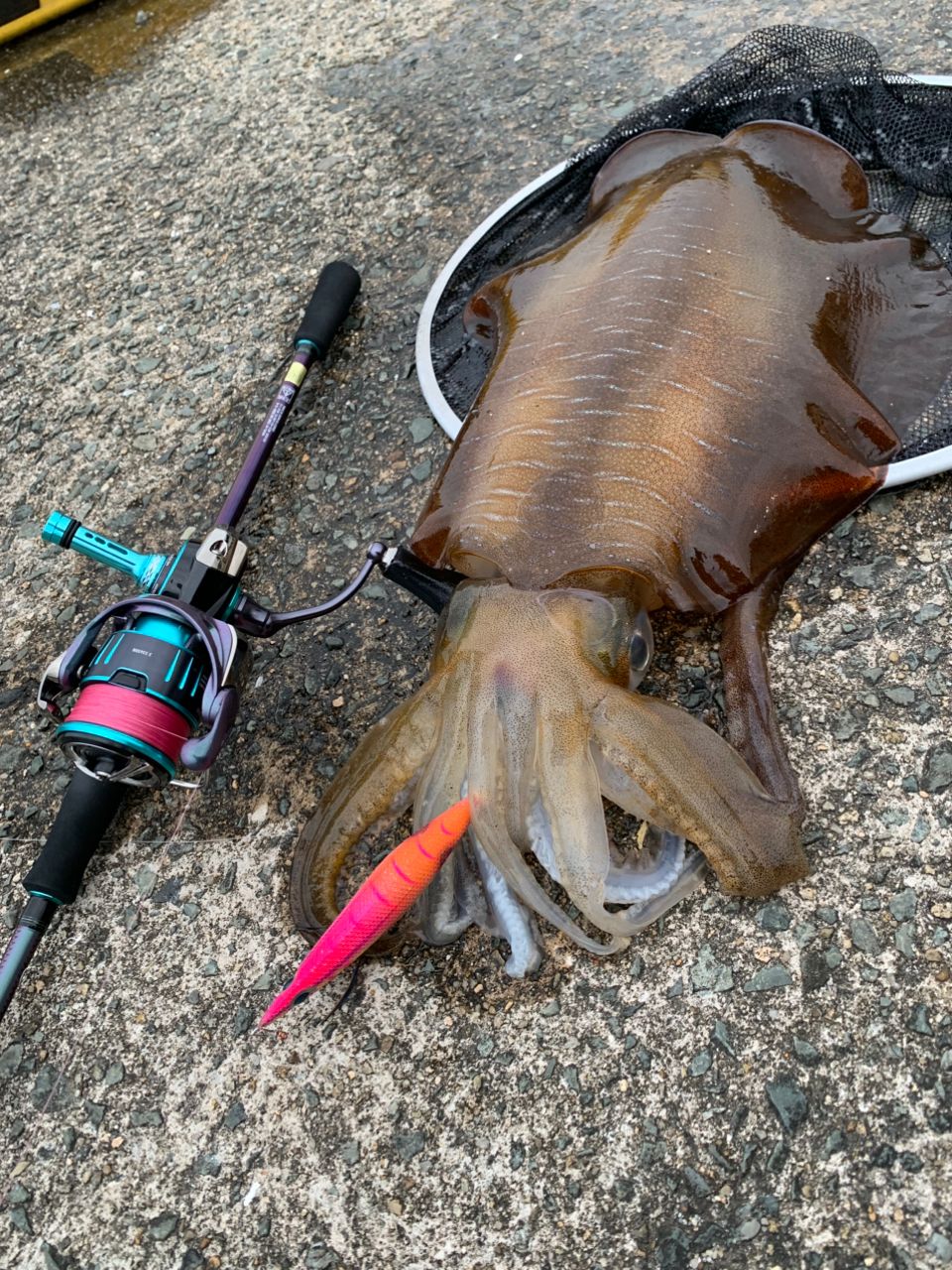 DAIWA 20エメラルダス AIR AGS 86MHの最安値・インプレ・釣果 | 本音の