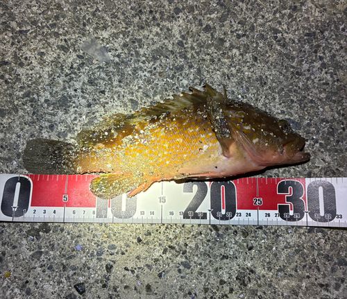 アコウの釣果