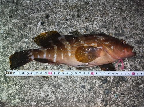 アコウの釣果