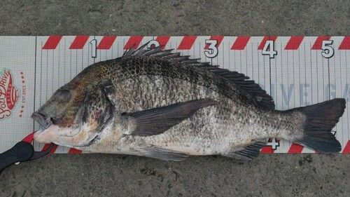 クロダイの釣果