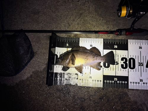 アカメバルの釣果