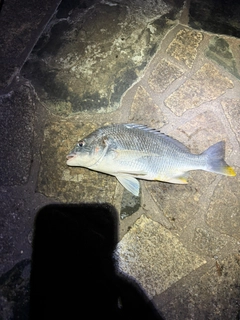 キビレの釣果