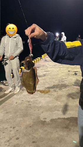 コウイカの釣果