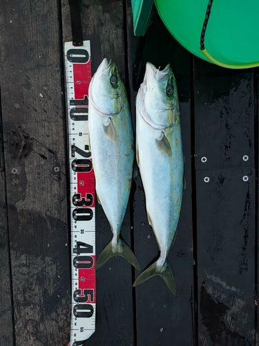 イナダの釣果