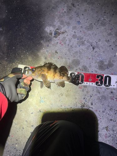 メバルの釣果