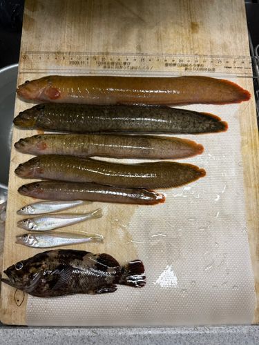 ギンポの釣果