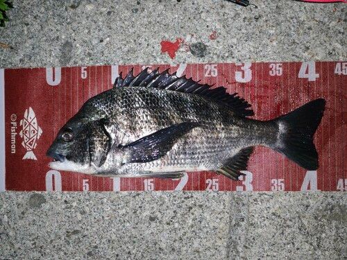 チヌの釣果