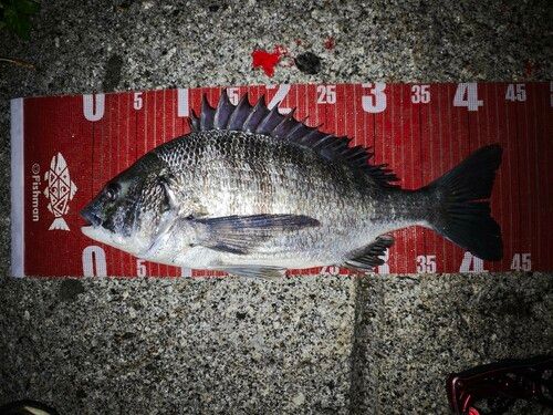 チヌの釣果