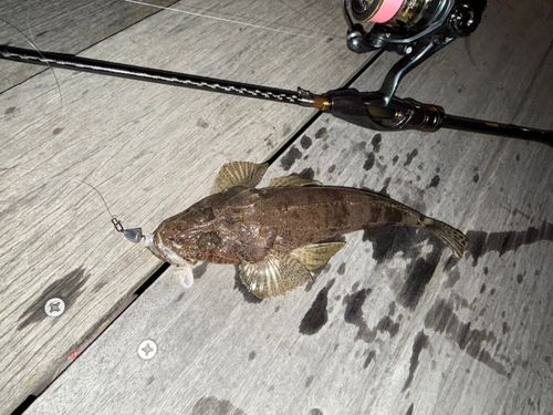 コチの釣果