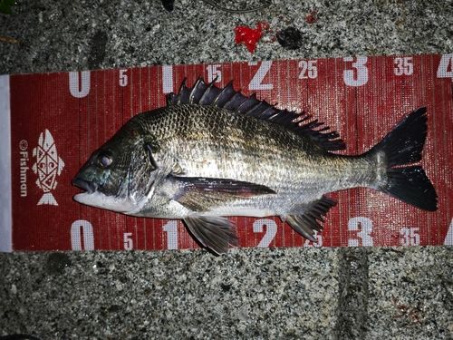 チヌの釣果