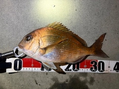 マダイの釣果