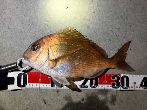 マダイの釣果