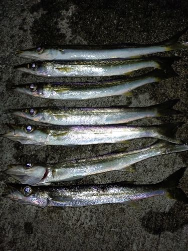 アカカマスの釣果
