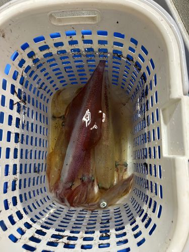 イカの釣果