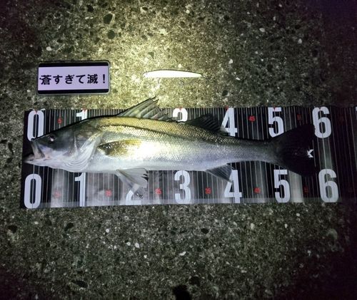 シーバスの釣果