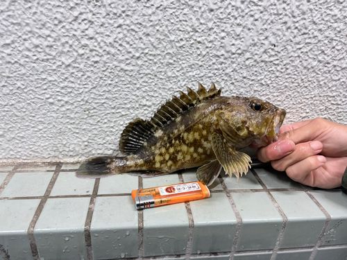 カサゴの釣果