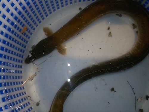 ウナギの釣果